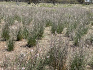 Onion weed infestation