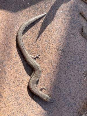 Three toed earless skink - Hemiergis decrresiensis