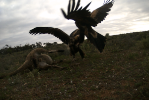 Wedgetails in flight/fight