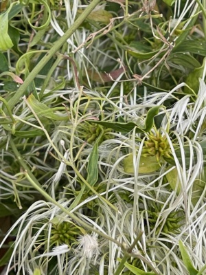 Clematis microphylla - Old Man's Beard Sec 227