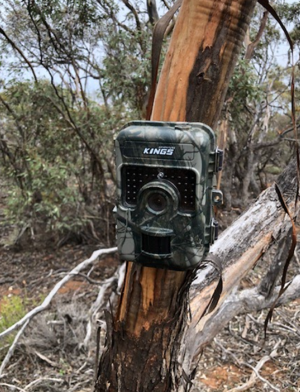 Wildlife Cameras