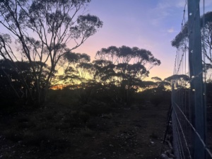 Exclusion fence at dusk
