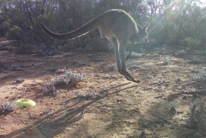 Western Grey - Remote wildlife camera 249