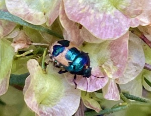 Red Jewel Bug - Cherocoris Paganus 