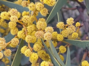 Notable Wattle
