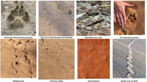 Tracks number 2 - assorted native species