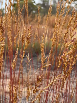 Spinifex- Triodia scariosa
