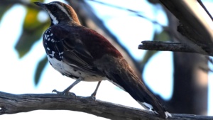 Chestnut Quail Thrush - Credit Ellura