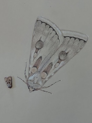 Katie Dridan - Sketch