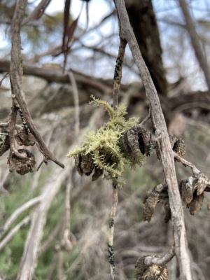  Lichen on a Cypris Pine. Sec 226