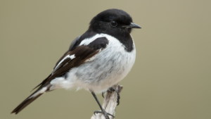 Hooded Robin - New species for us May 2025