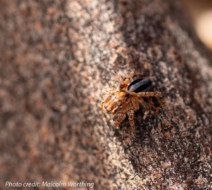 Credit Malcolm Worthing - Peacock Spider