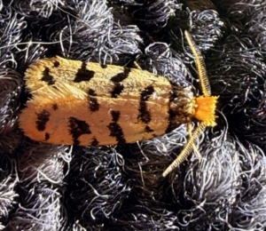 Genus Iphierga - moth