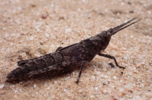 Bark Mimicking Grasshopper
Coryphistes
