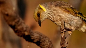 Yellow Plumed Honeyeater - January 2026 - Credit Ellura