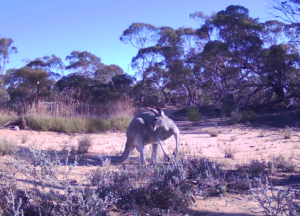 Macropus rufus - red kangaroo