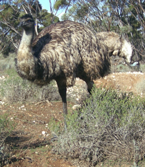 Emu near the nest site