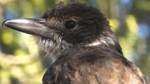 Inland Grey Butcherbird - Credit Ellura