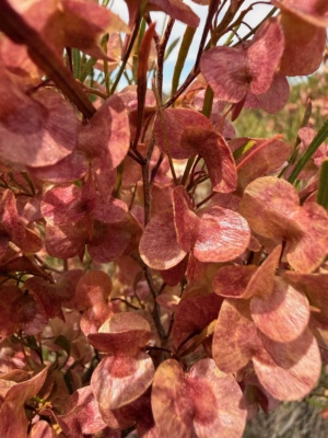 Dodonaea fruiting in January 2026