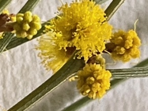 Acacia rigens - Nealie- Needle-bush Wattle