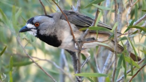 Southern Crested- Bell Bird - January 2026 - Credit Ellura