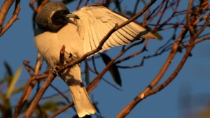 Masked Woodswallow - credit Ellura