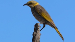 Yellow Plumed Honeyeater - credit Ellura