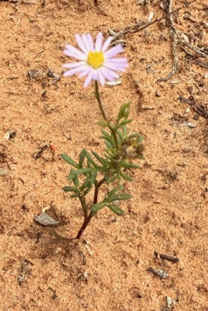 The tiny and beautiful Variable daisy
