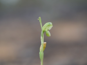 A miniature Green Hood orchid (Image M Worthing) Sep 2025