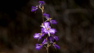 Mallee Fringe Lilly ( Image Sec 14 Ellura)