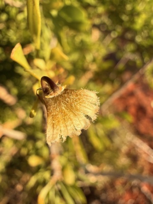 Prickly Fan flower - Scaevola 