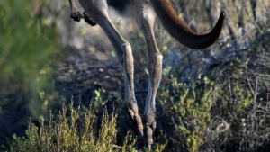 Hoppy Feet Care of Ellura