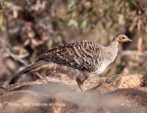 Credit Malcolm Worthing - Mallee Fowl on mound