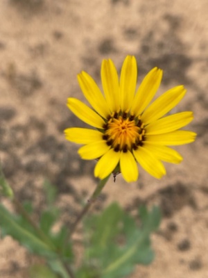 Gazania introduced weed species