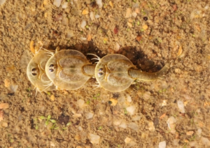 Shield or Tadpole shrimps