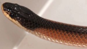 Suta - Black Backed Hooded snake (Image Ellura)