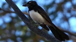 Southern Willie Wagtail - credit Ellura