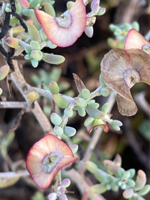 Rohrlach's Blue Bush in flower in the hottest period