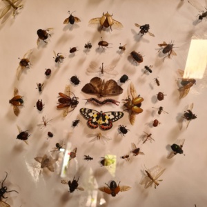 Collecting dead insects and pinning - Art from Nature