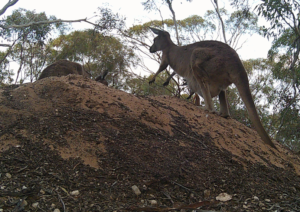 Western Grey Kangaroos visiting the mound