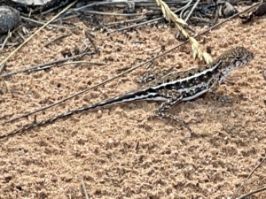 Spinifex Dragon - Ctenophorus spinodomus