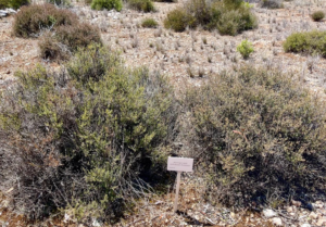 Westringia what it looks like with no kangaroo browsing