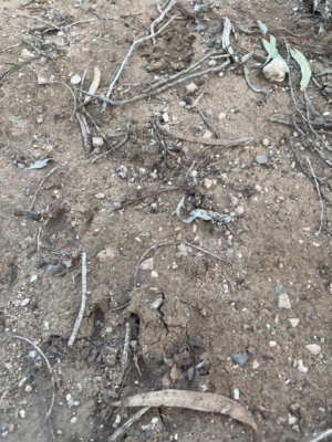 goat tracks