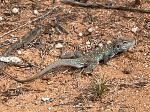 Male Blue Phase - Painted Dragon  Ctenophorus pictus