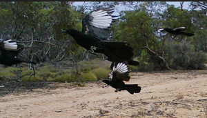 White Winged Choughs - undercarriage up - 227 Wildlfie camera