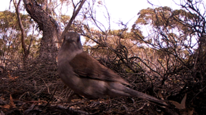Chestnut Quail thrush - 2024 226