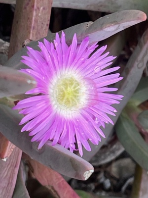 Carprobrotus flower - Pig face