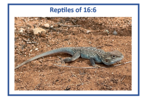 Header for the blog on reptiles