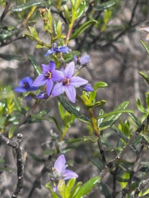 Smooth Halgania - sect 215 Nov 2024