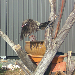 Spiney Cheeked Honeyeater